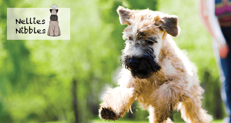 Nellies Nibbles